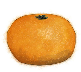 Tangerine illustration for Christmas Clementine cake